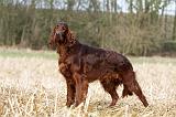 SETTER IRLANDAIS 416